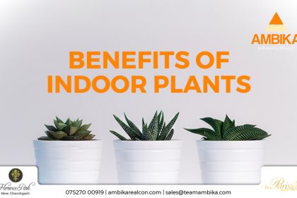 Benefirs of indoor plants