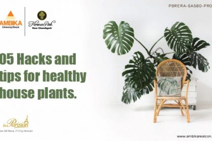 05 Hacks & Tips For Healthy House Plants