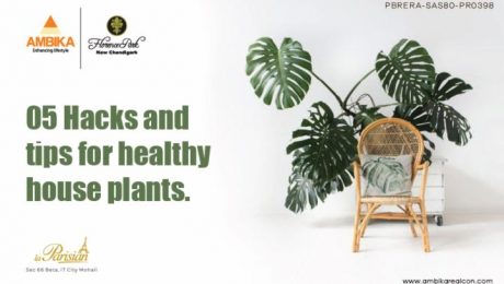 05 Hacks & Tips For Healthy House Plants