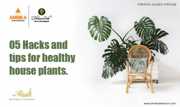 05 Hacks & Tips For Healthy House Plants